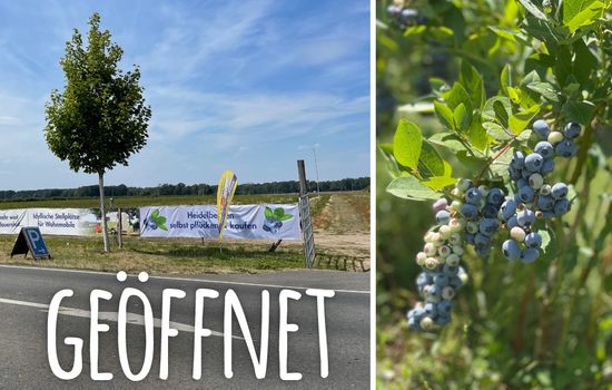 Heidelbeerfeld mit "Geöffnet" als Schriftzug. Rechts ein Strauch mit Heidelbeeren